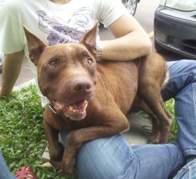 Pitbull Chocolate precisa de um lar amoroso!