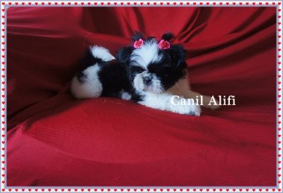 lindos filhotes de shi tzu
