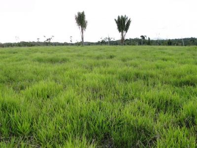 850hectares localizado no Sul da Bahia