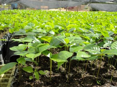 Mudas de Mogno Africano