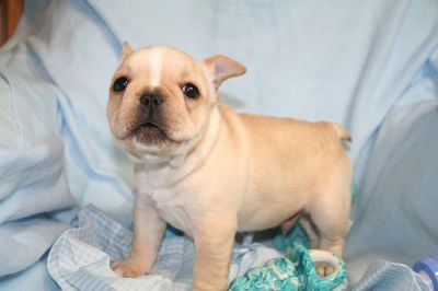 bonito francês cachorrinho bull para adoção