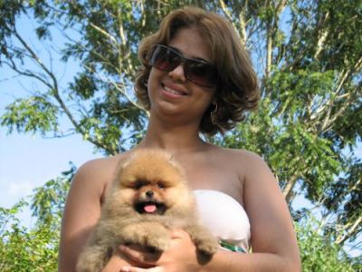 SPITZ ALEMÃO - CANIL FLOR DO TIJUCO - VENDA DE FILHOTES