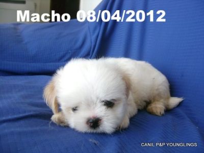 CANIL P&P YOUNGLINGS