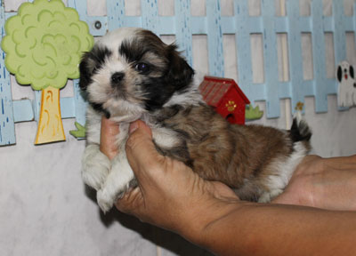 Canil puppy- vd filhotes shih tzu