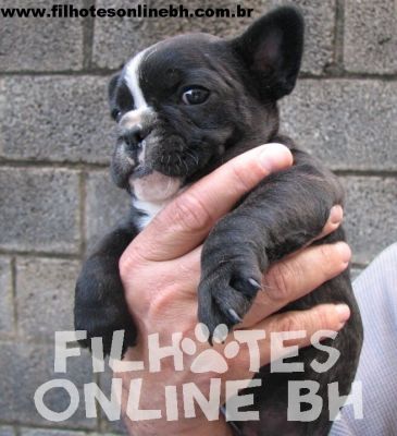 Bulldog Francês - Canil Filhotes On Line BH