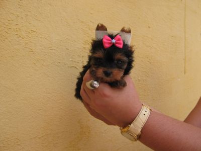 Maltes, Shih Tzu e Yorkshire -Canil 3 Ypês