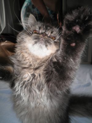 Lindo Filhote de Persa