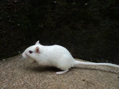venda de esquilos da mongolia (gerbil)
