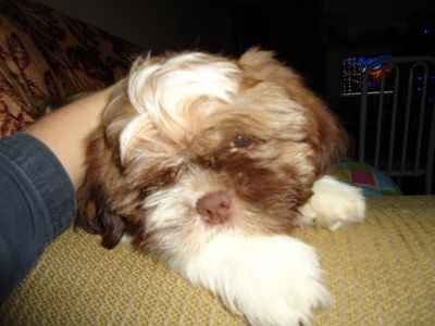 lindos filhotes de shih tzu pequeno porte