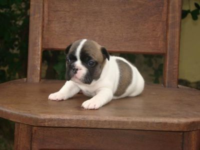 lindos filhotes de shitzu,lhasa-apso,poodle,chow chow,buldog fraçes bebelos