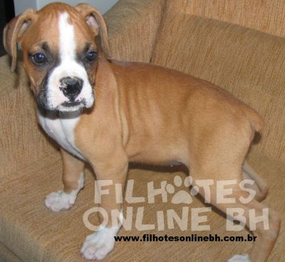 Boxer  - Canil Filhotes On Line BH