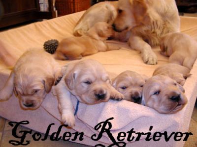 Shih tzu , Yorkshire , São Bernardo , Golden Retriver . Canil Simon Bel