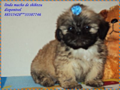 lindos machos de shistzu 