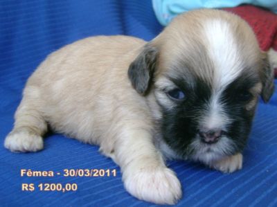 Canil P&P Younglings - Raça Pura LHASA APSO