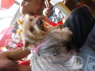 Filhotes de Yorkshire