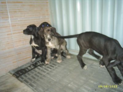 Filhotes de Dogue  Alemão