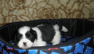 Filhote de Lhasa Apso