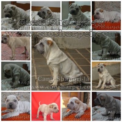 CHOW-CHOW & SHARPEI, OS CÃEZINHOS MAIS FOFOS DO MUNDO