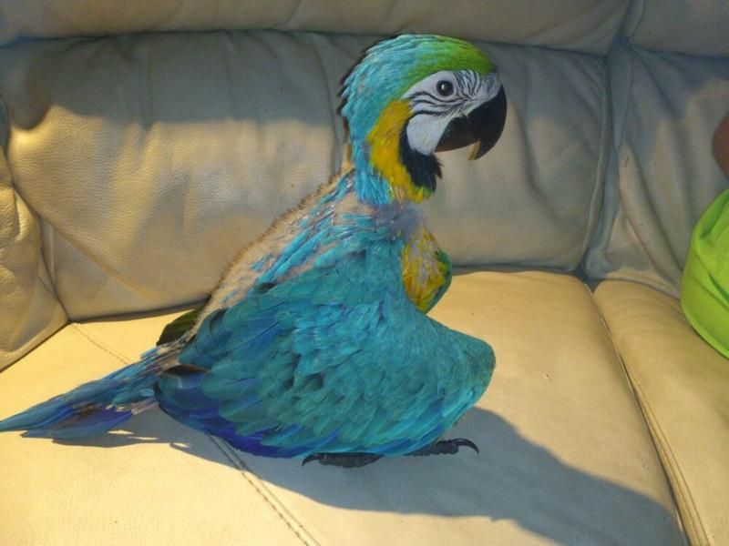 Arara Canindé a venda