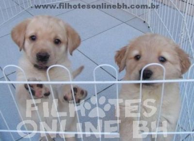 Labradores filhotes
