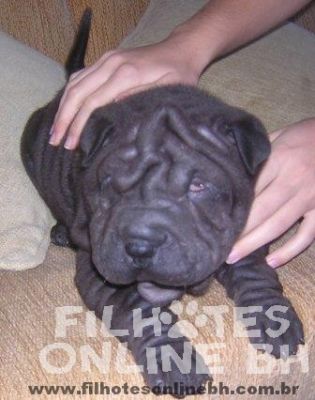 Sharpei a venda - Canil Filhotes On Line BH  