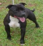 Canil Especializado em Bull Terrier e Staffordshire Bull Terrier