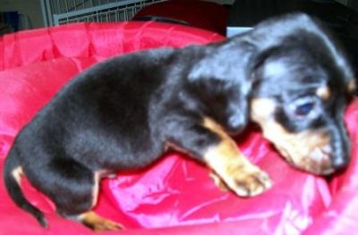 Pet Shop, venda, Dachshund, linguicinha, salsicha, cofap, Porto Alegre,