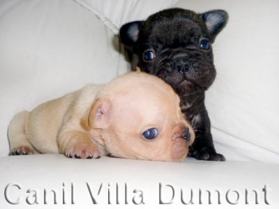 Bulldog Frances - Filhotes a venda