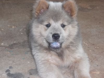 filhotes de chow chow 100% puro disponíveis 