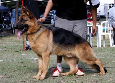 Vendo filhotes de pastor alemão capa preta 