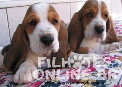 Basset Hound - Canil Filhotes On Line BH