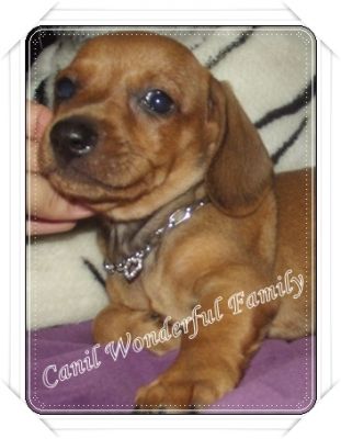 Dachshund (Canil Wonderful Family)