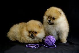 Venda Permanente de Maltês, Yorkshire,Spitz Alemão