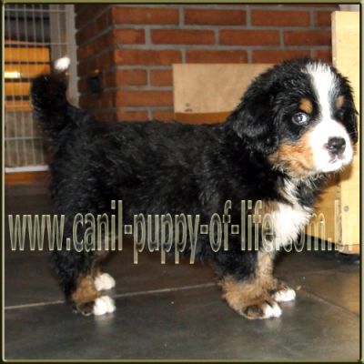 Canil puppy- vd filhotes Bernese Mountain Dog-SP