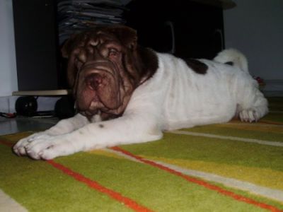 Filhotes de Sharpei com genética Flowered