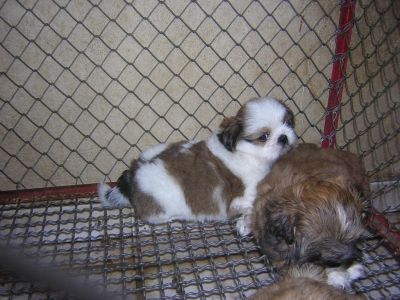 Shih Tzu - Canil Filhotes On Line BH