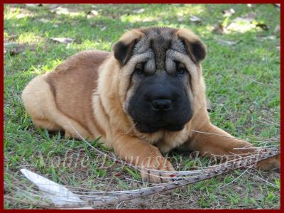 Shar pei 