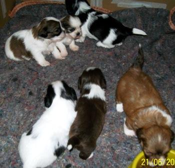 Canil, vende, filhote, lhasa apso, Porto Alegre,