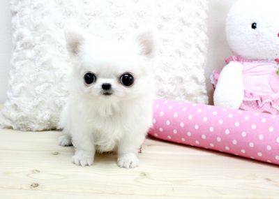 Bebê chihuahua cachorros para adopção