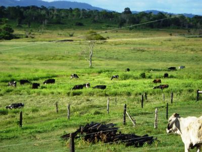FAZENDA PARA PECUARIA A VENDA - 427 hectares - Aurelino Leal - Bahia.