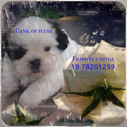 Lindos filhotes de shihztu e bulldog frances e spitz alemao