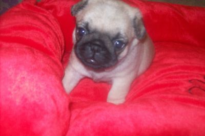 Pug  Filhotes