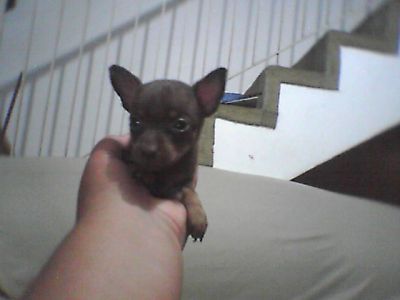 PINCHER MICRO EM 10X SEM JUROS NO CARTÃO