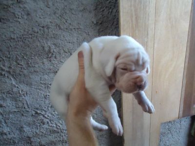 Lindos Filhotes de Boxer Brancos