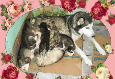 Vendo Filhotes de  Husky Siberiano