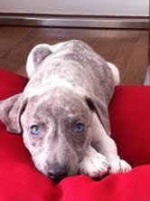 WHIPPET LINDOS FILHOTES DISPONIVEIS 