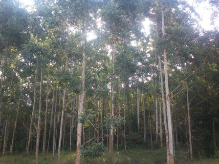 Terreno rural a venda Turvo Morro Chato