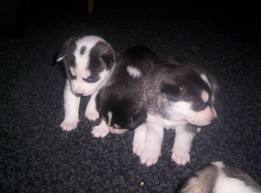 lindo filhotes de husky