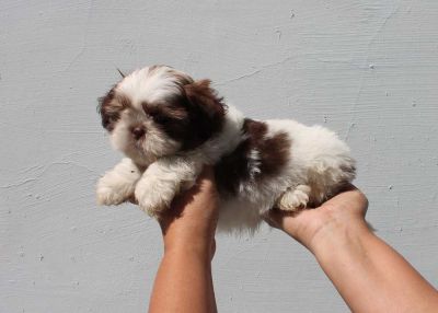 Canil puppy of life - vd filhotes shih tzu - Arujá - SP