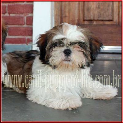 Canil puppy of life- vd filhotes shih tzu-SP